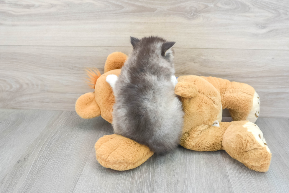 Smart Pomsky Designer Pup