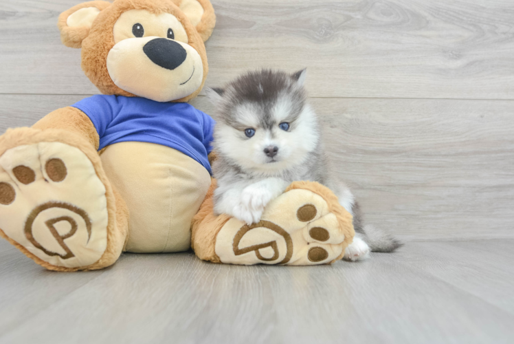 Pomsky Puppy for Adoption