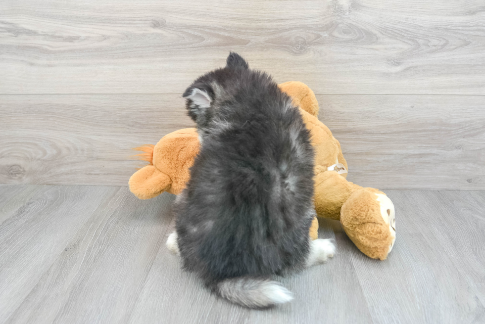 Cute Pomsky Baby