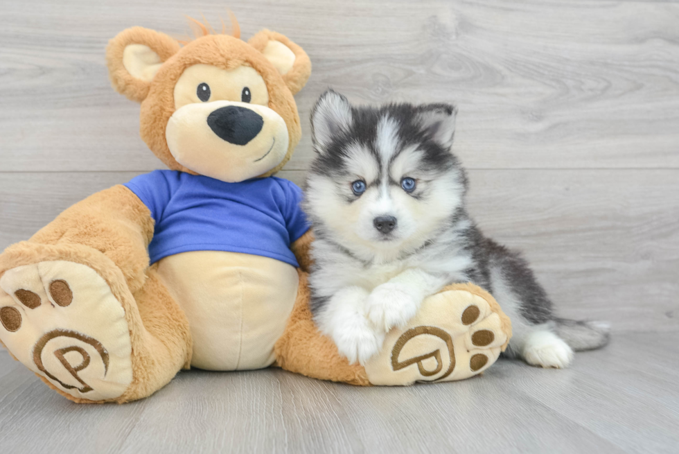 Hypoallergenic Mini Husky Designer Puppy