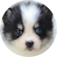 Pomsky Puppy For Sale - Pilesgrove Pups Pomsky Puppy For Sale - Pilesgrove Pups