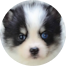 Pomsky Puppies For Sale - Pilesgrove Pups Pomsky Puppies For Sale - Pilesgrove Pups
