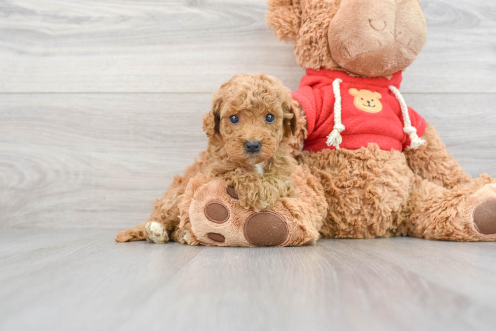 Poochon Puppy for Adoption