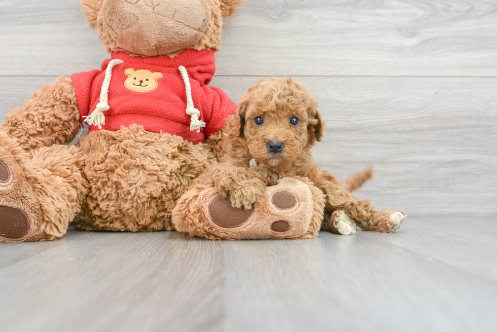 Playful Bichpoo Poodle Mix Puppy