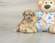 5 week old Poochon Puppy For Sale - Pilesgrove Pups