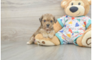 Best Poochon Baby
