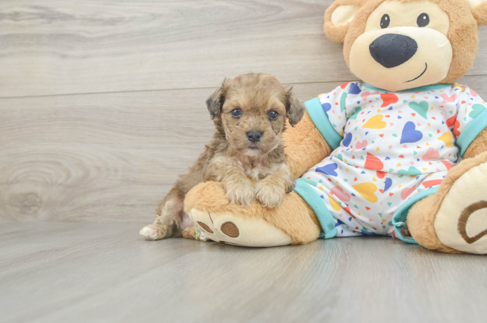 5 week old Poochon Puppy For Sale - Pilesgrove Pups