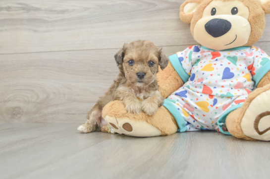 Best Poochon Baby