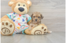 Friendly Poochon Baby