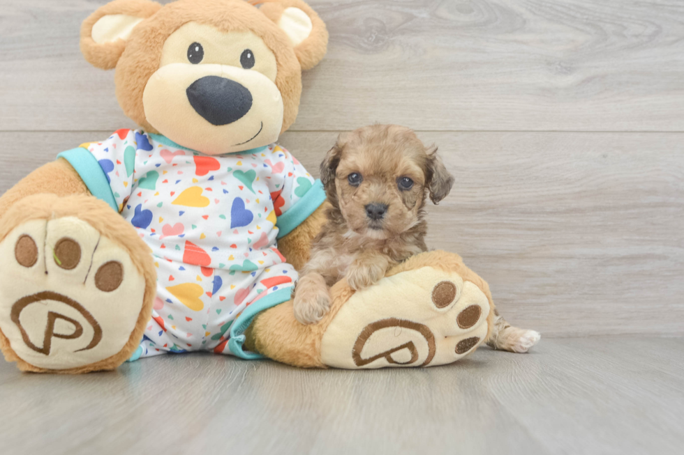 Friendly Poochon Baby