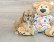 5 week old Poochon Puppy For Sale - Pilesgrove Pups