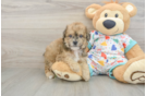 Adorable Bichpoo Poodle Mix Puppy