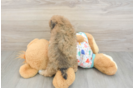 Best Poochon Baby