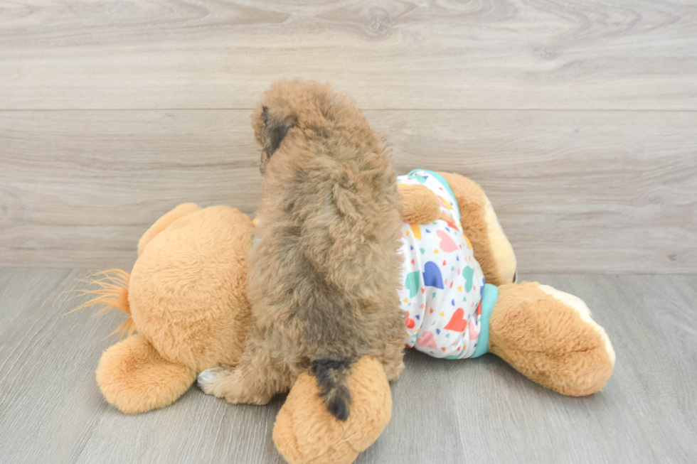 Best Poochon Baby