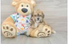 Poochon Puppy for Adoption