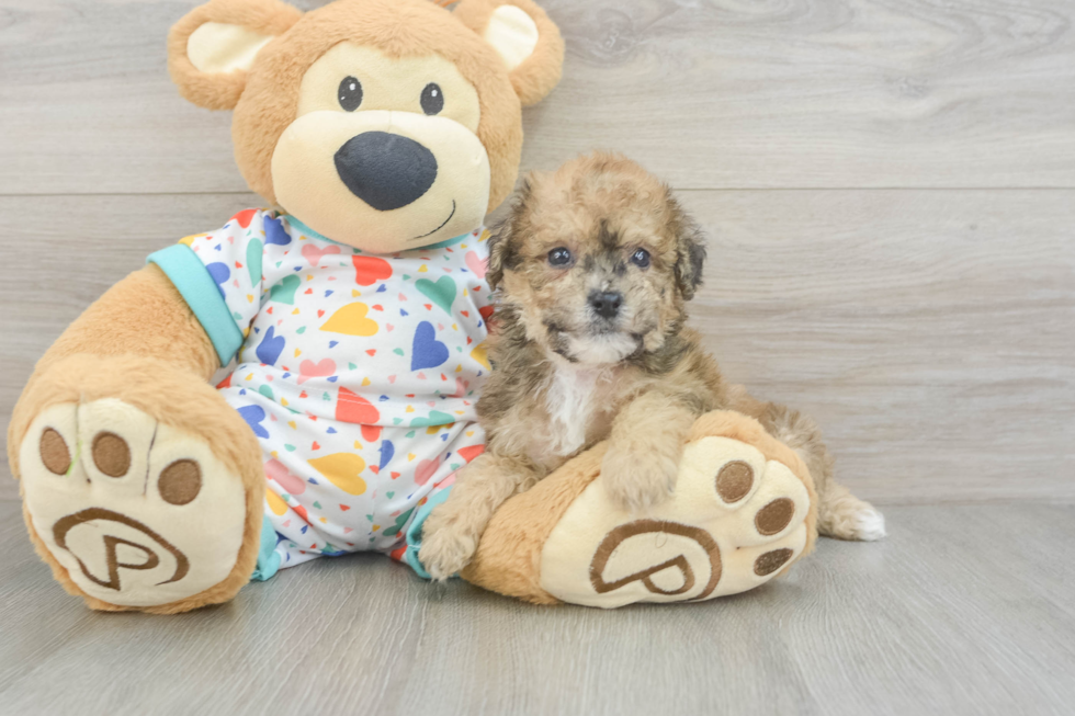 Poochon Puppy for Adoption