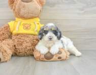 6 week old Poochon Puppy For Sale - Pilesgrove Pups