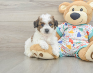5 week old Poochon Puppy For Sale - Pilesgrove Pups