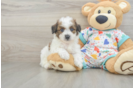 Small Poochon Baby