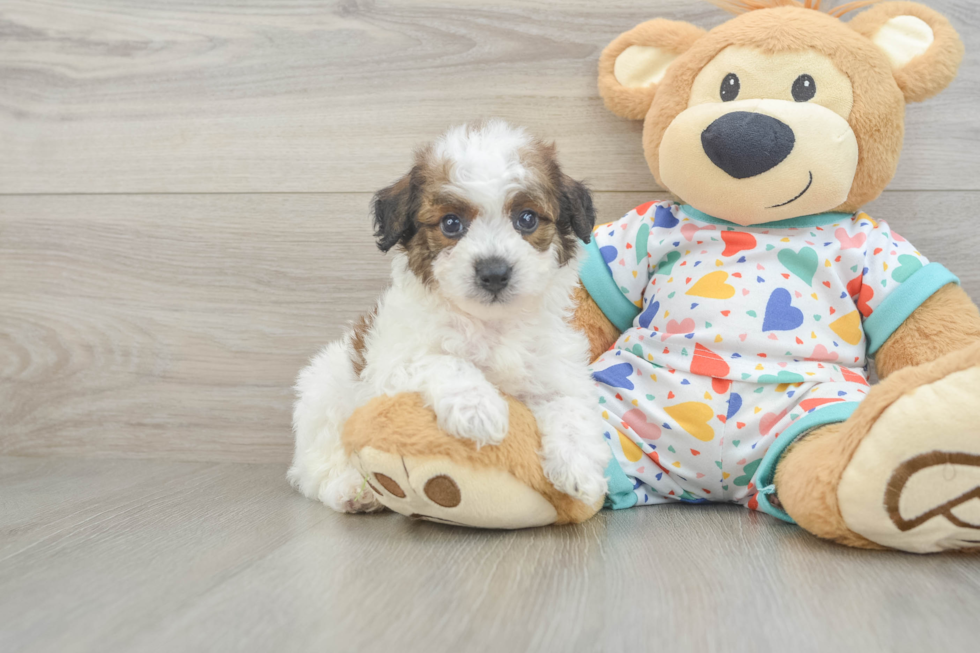 Small Poochon Baby