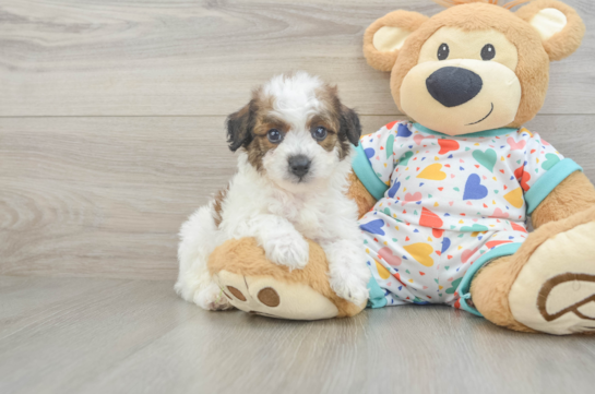Small Poochon Baby