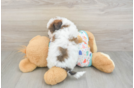 Fluffy Poochon Poodle Mix Pup