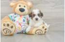 Fluffy Poochon Poodle Mix Pup