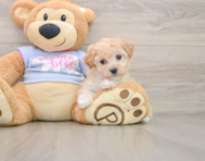 5 week old Poochon Puppy For Sale - Pilesgrove Pups