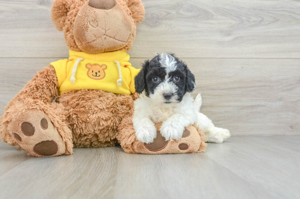 8 week old Poochon Puppy For Sale - Pilesgrove Pups