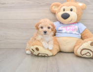 5 week old Poochon Puppy For Sale - Pilesgrove Pups