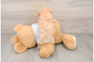 Smart Poochon Poodle Mix Pup