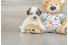 Little Bichpoo Poodle Mix Puppy