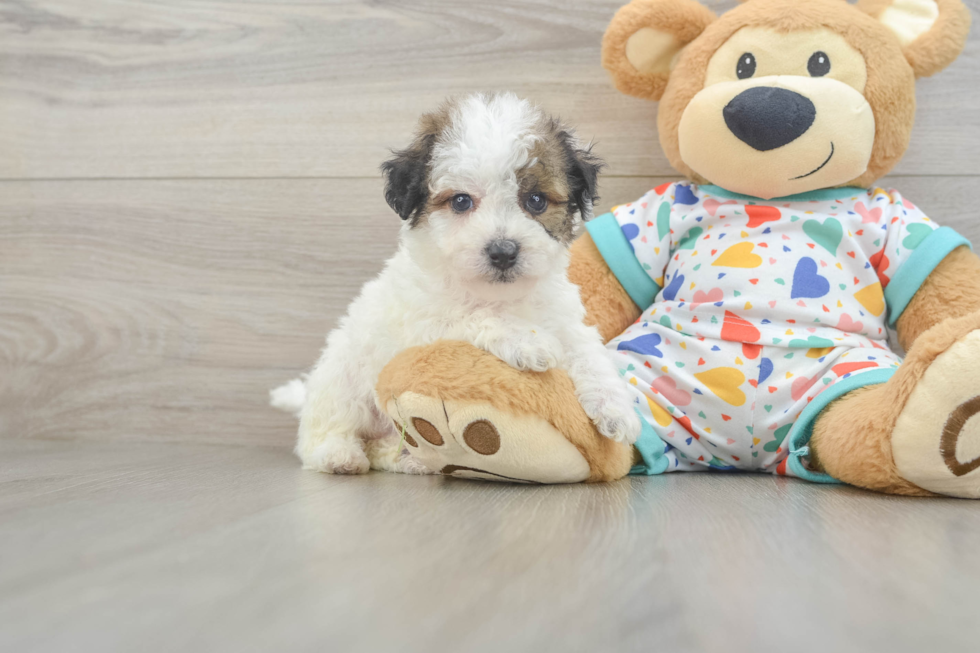 Little Bichpoo Poodle Mix Puppy