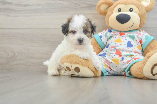 Little Bichpoo Poodle Mix Puppy