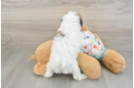 Poochon Pup Being Cute