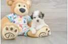 Poochon Puppy for Adoption