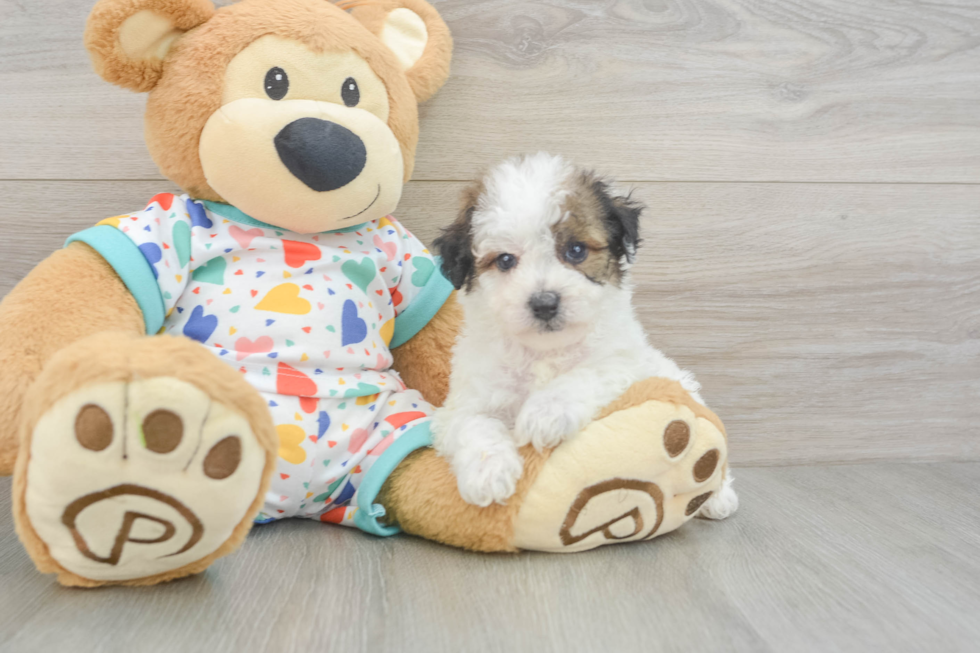 Poochon Puppy for Adoption