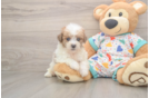 Poochon Pup Being Cute