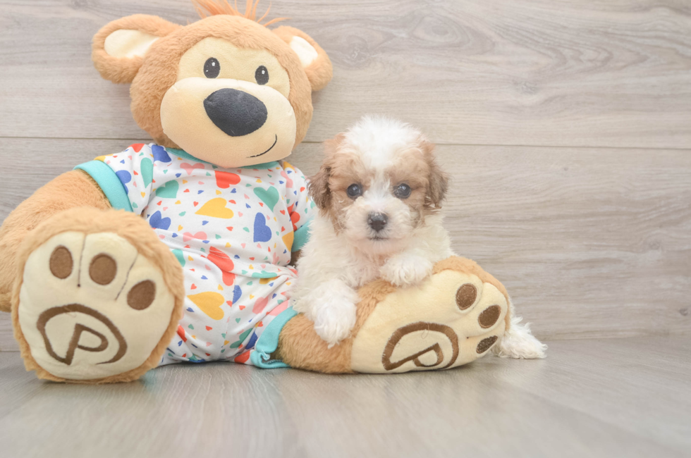 5 week old Poochon Puppy For Sale - Pilesgrove Pups