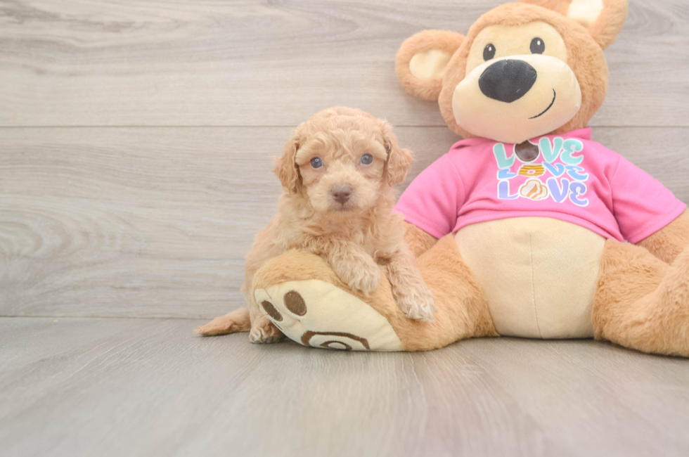 5 week old Poochon Puppy For Sale - Pilesgrove Pups