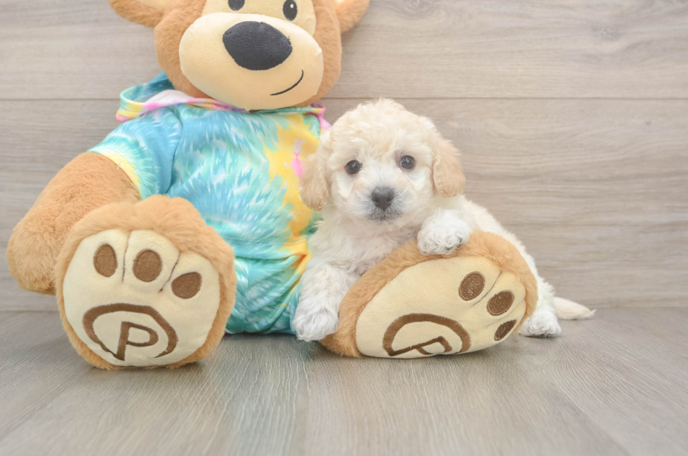 6 week old Poochon Puppy For Sale - Pilesgrove Pups