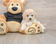 6 week old Poochon Puppy For Sale - Pilesgrove Pups