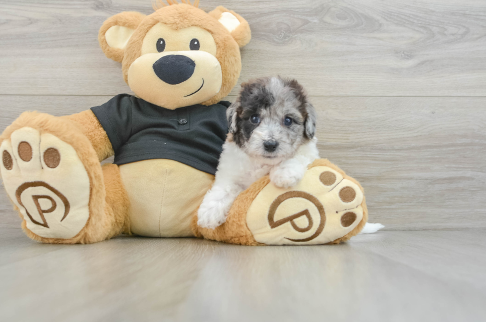 6 week old Poochon Puppy For Sale - Pilesgrove Pups