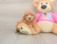 7 week old Poochon Puppy For Sale - Pilesgrove Pups