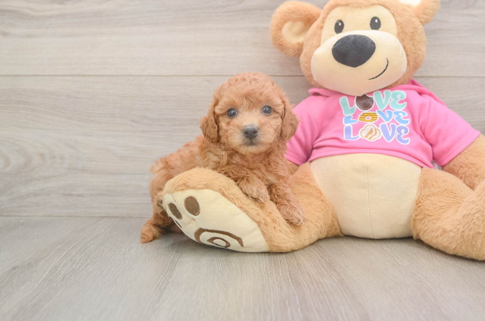 6 week old Poochon Puppy For Sale - Pilesgrove Pups