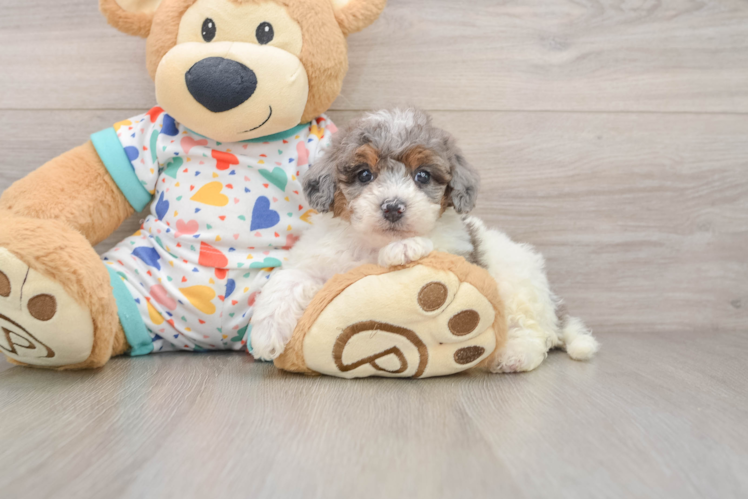 Smart Poochon Poodle Mix Pup