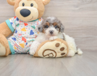 7 week old Poochon Puppy For Sale - Pilesgrove Pups