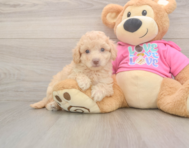 7 week old Poochon Puppy For Sale - Pilesgrove Pups