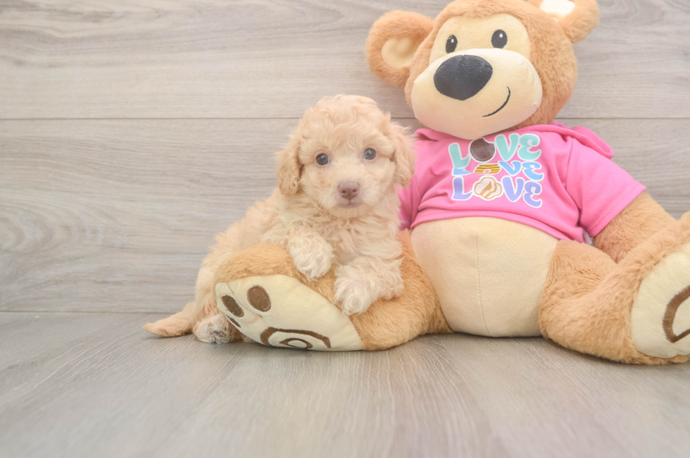 6 week old Poochon Puppy For Sale - Pilesgrove Pups