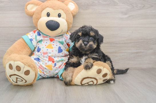 Petite Poochon Poodle Mix Pup